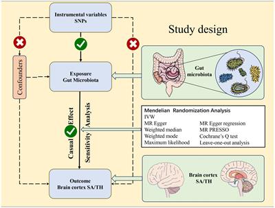 Causal associations between gut microbiota and regional cortical structure: a Mendelian randomization study